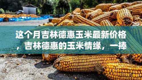 吉林德惠玉米最新价格与情缘,一捧玉米的温馨故事