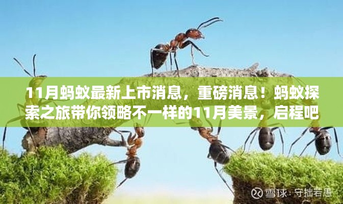 蚂蚁探索之旅揭秘,最新上市消息与11月美景盛宴