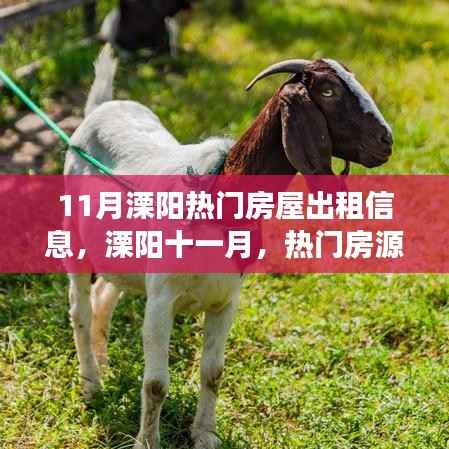 11月溧阳热门房屋出租信息涌动,租赁市场掀起新波澜