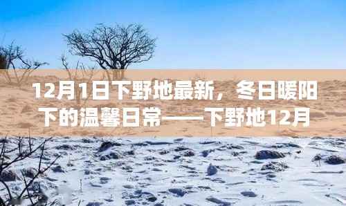下野地趣事，冬日暖阳下的温馨日常（12月1日最新报道）