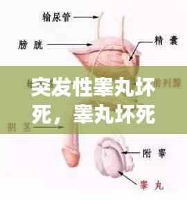 狐假虎威 第3页