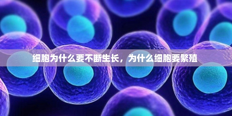 细胞为什么要不断生长,为什么细胞要繁殖