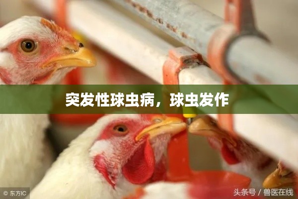 突发性球虫病,球虫发作