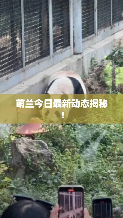 萌兰今日最新动态揭秘!