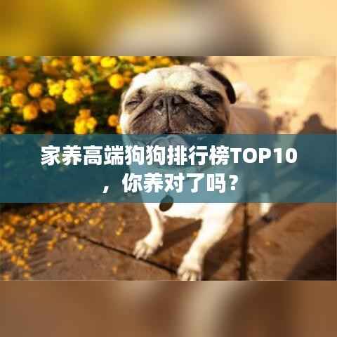 家养高端狗狗排行榜TOP10,你养对了吗?