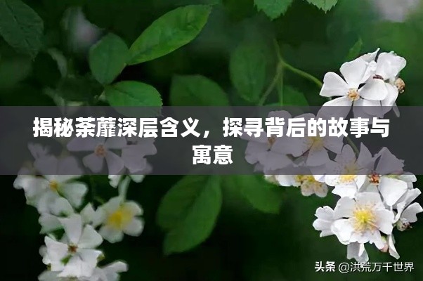 揭秘荼蘼深层含义,探寻背后的故事与寓意