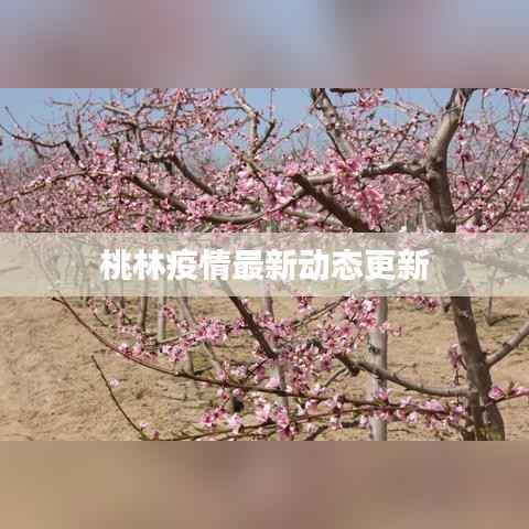 桃林疫情最新动态更新