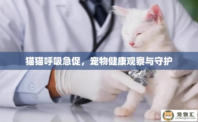 猫猫呼吸急促，宠物健康观察与守护