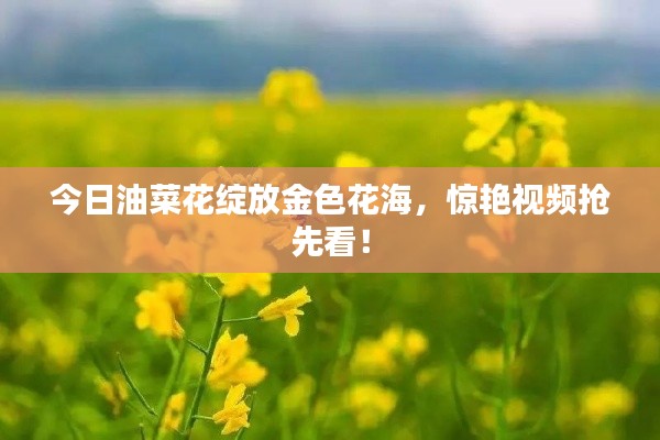 今日油菜花绽放金色花海，惊艳视频抢先看！
