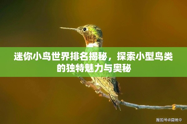 迷你小鸟世界排名揭秘,探索小型鸟类的独特魅力与奥秘